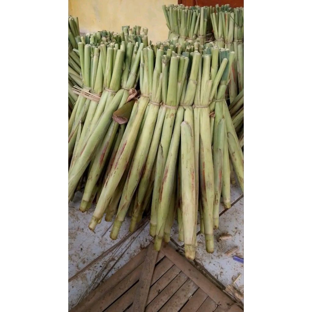 

trubuk/tebu telor 1ikat isi 10pcs . .
