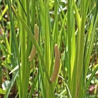 promo DAU DRINGO/DLINGU HERBAL ready