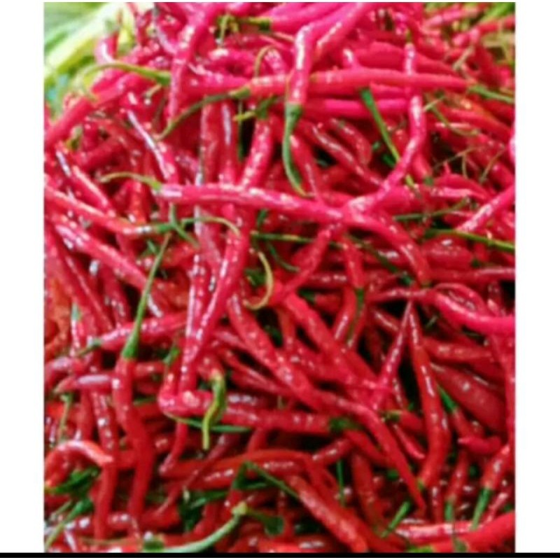 

Paket Cabai Merah Keriting /Imperial Fress 1 kilo Kualitas Bagus free kardus