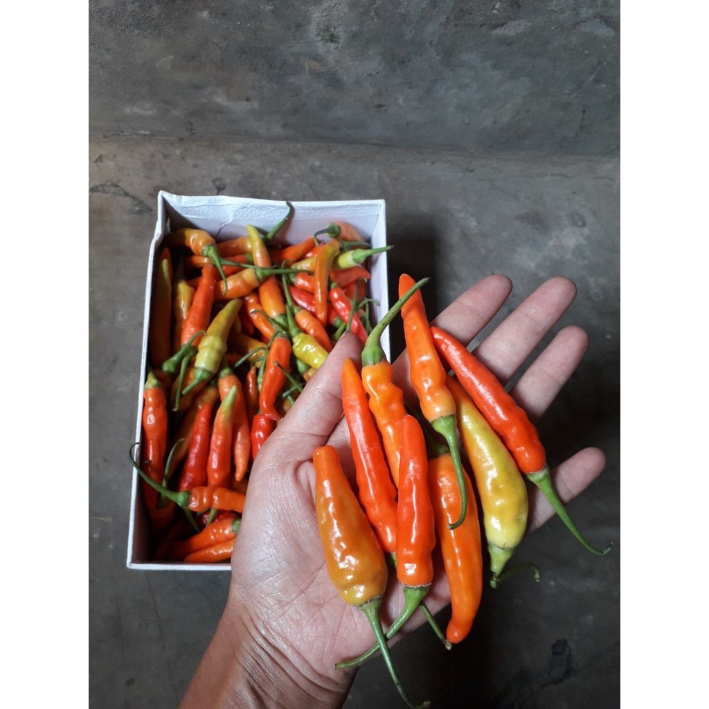 

Paket cabe rawit merah segar 1kg TERMURAH (YoyaHarvest) | Petik Hari Ini | Fresh dari Kebun | Pengiriman Cepat Jateng