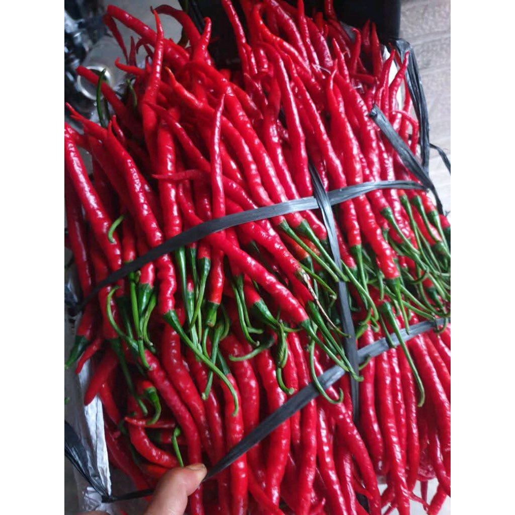 

Paket CABAI MERAH KERITING 1KG