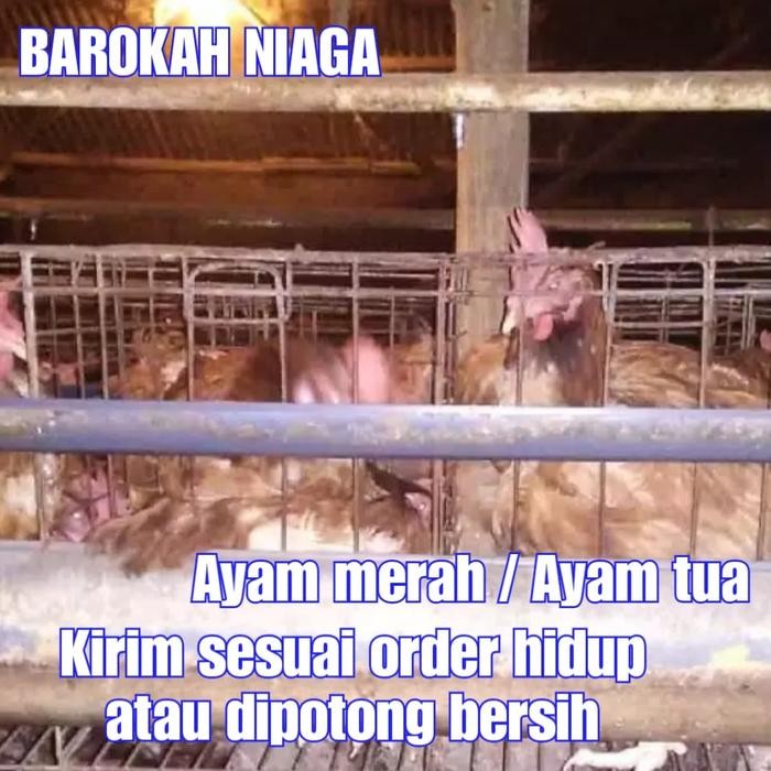 

AYAM MERAH AYAM PETELUR COCOK UNTUK USAHA KULINER MIE AYAM, BAKMI DLL