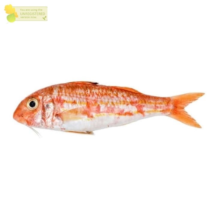 

Ikan Segar 1Kg Ikan Laut Biji Nangka Rasa Mantap