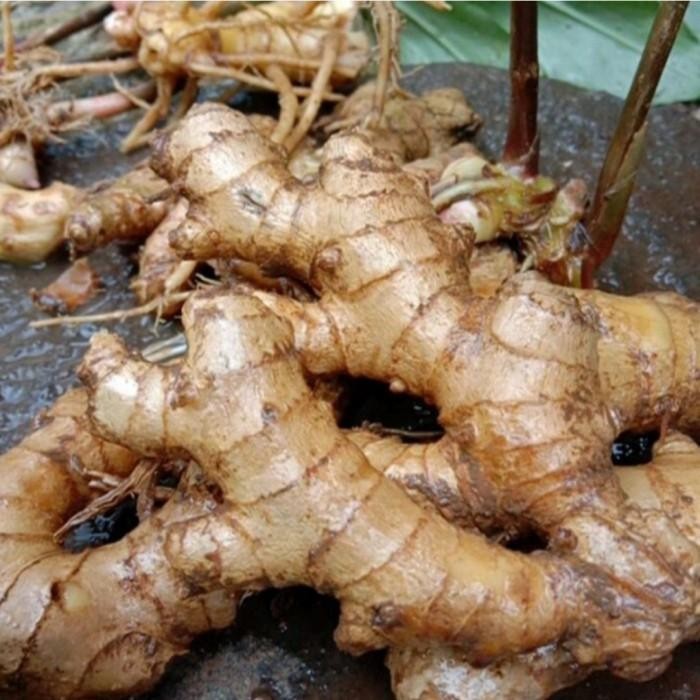 

Lempuyang Emprit segar per kg Limited Shop with