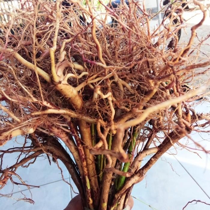 Akar senggani aquascape kayu senggani