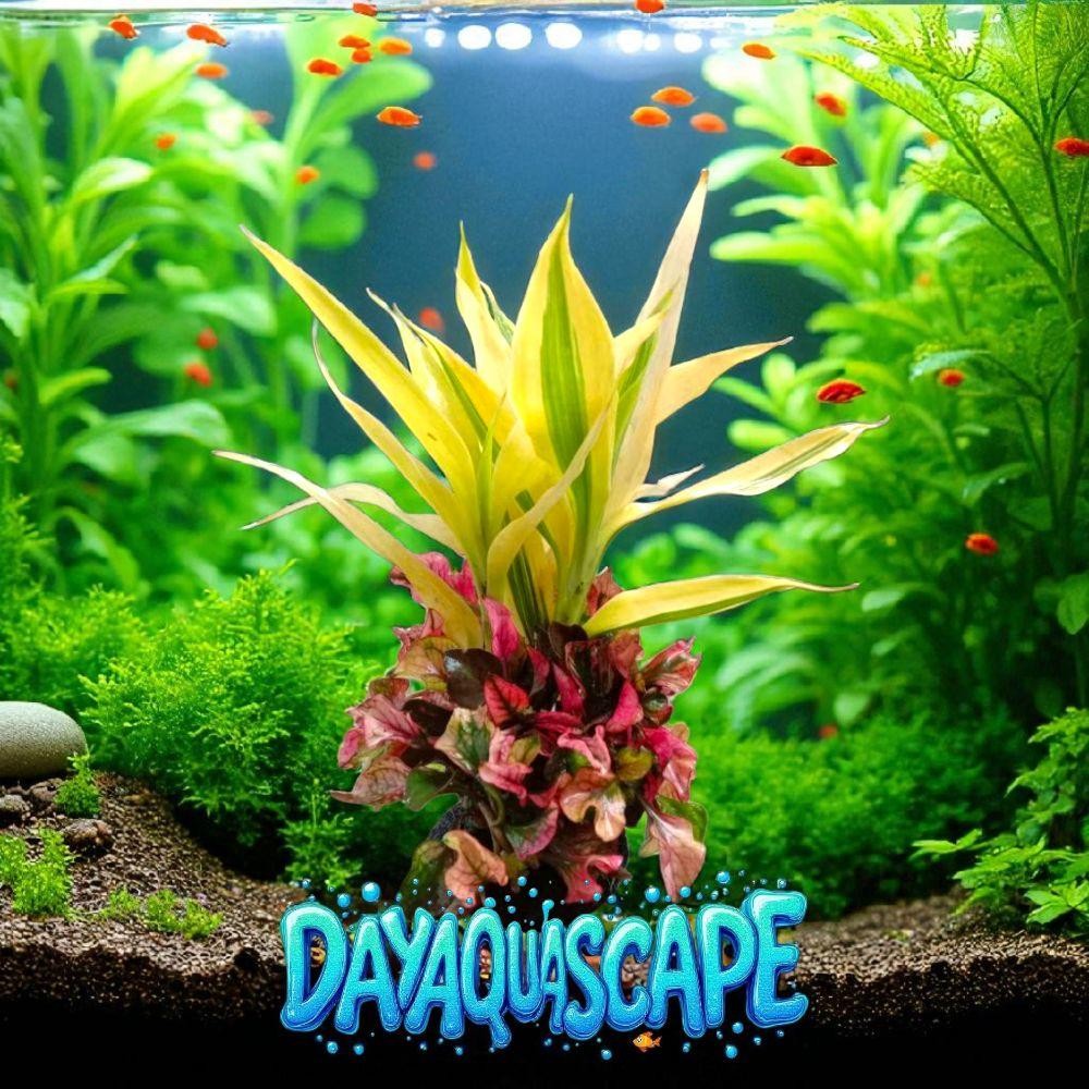 tanaman hidup Sri rejeki  kombinasi triminil merah sudah dilengkapi media wabikusa