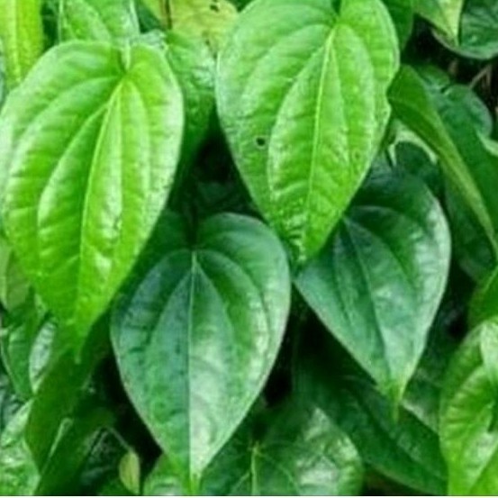 

DAUN SIRIH HIJAU SEGAR PER 50 LEMBAR READY STOK