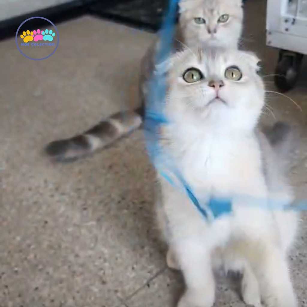 kucing scottish fold blue golden kitten