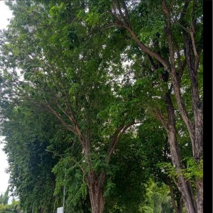 POHON ANGSANA TANAMAN PENEDUH DAN KAYA AKAN MANFAAT TINGGI 1 METER