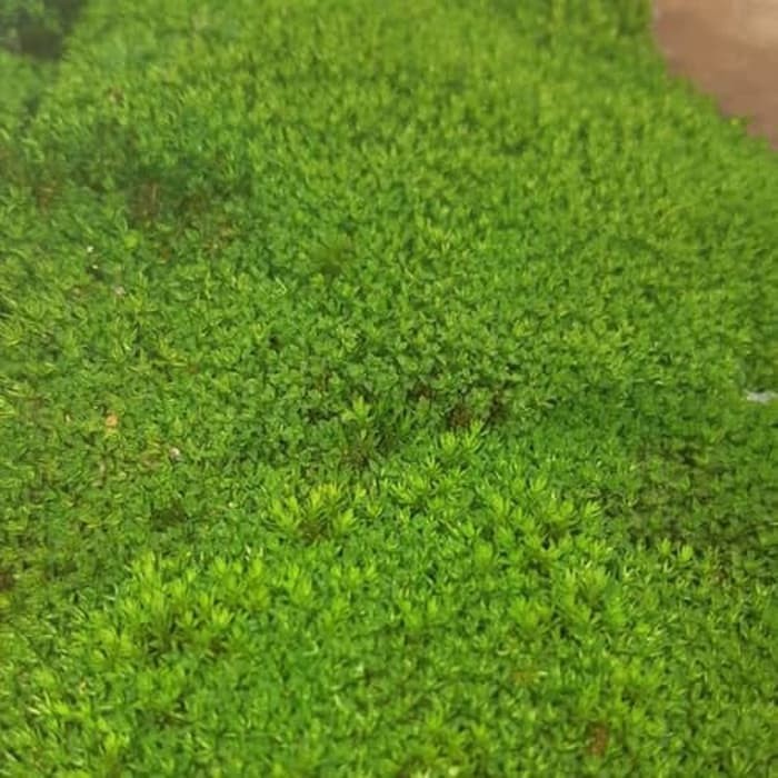 

forest moss - lumut hidup - cover bonsai - lumut hias