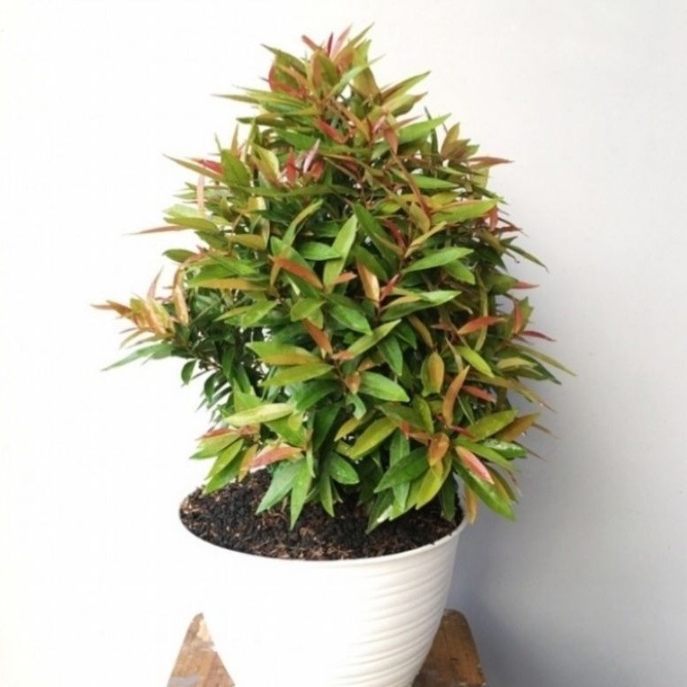 ( TERMURAH ) Tanaman Hias Pucuk Merah Pohon Pucuk Merah / Tanaman Hidup Pucuk Merah Bibit Tanaman Po