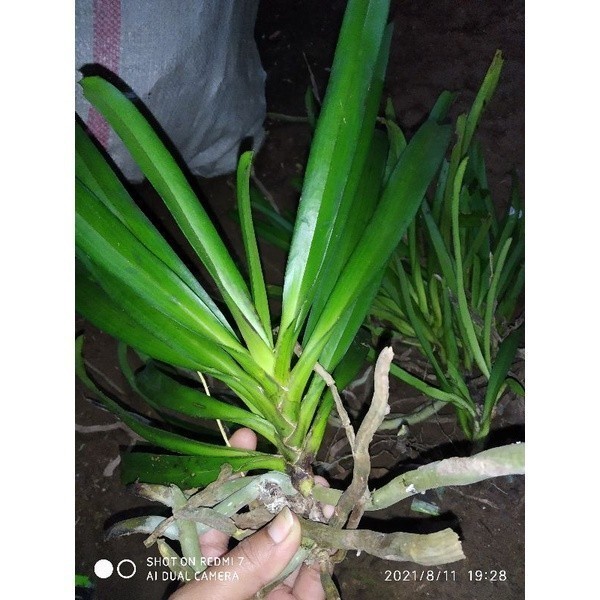 

New COD anggrek sp retusa/ekor tupai ukuran jumbo dan dewasa . .