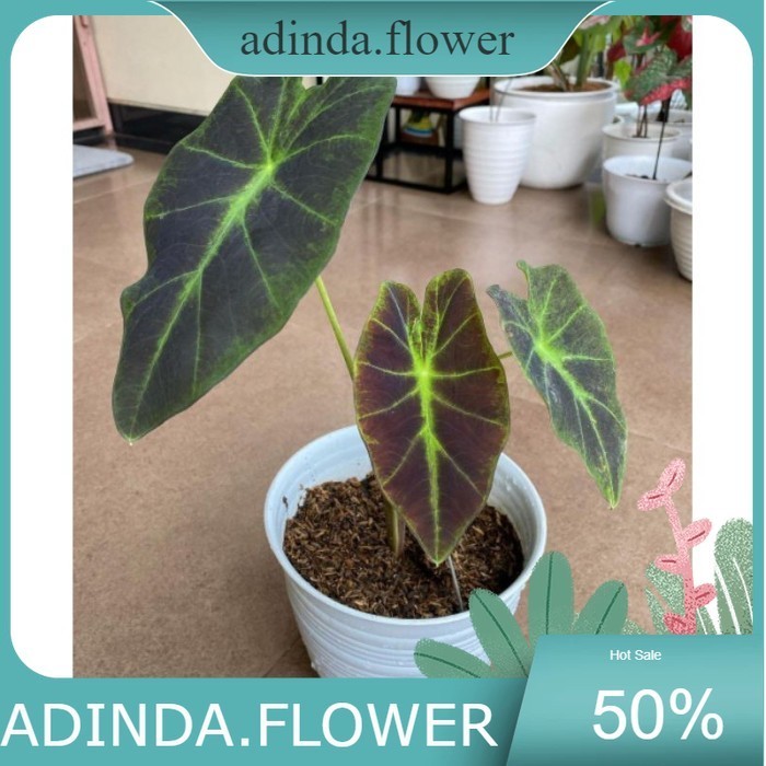 kaladium black beauty keladi hitam bunga hidup tanaman hias