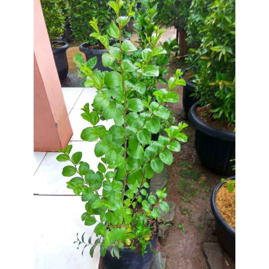 Pohon bidara arab | tanaman bidara arab | tanaman hias bidara arab