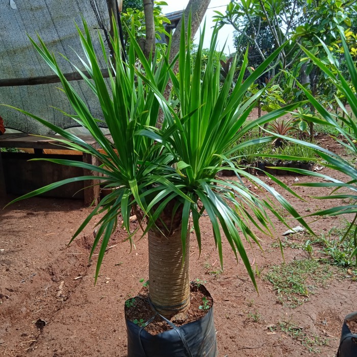 tanaman hias pandan Bali bercabang