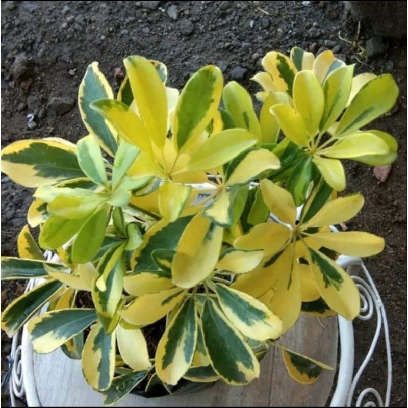 Tanaman Tanaman hias walisongo / walisongo Eleghant