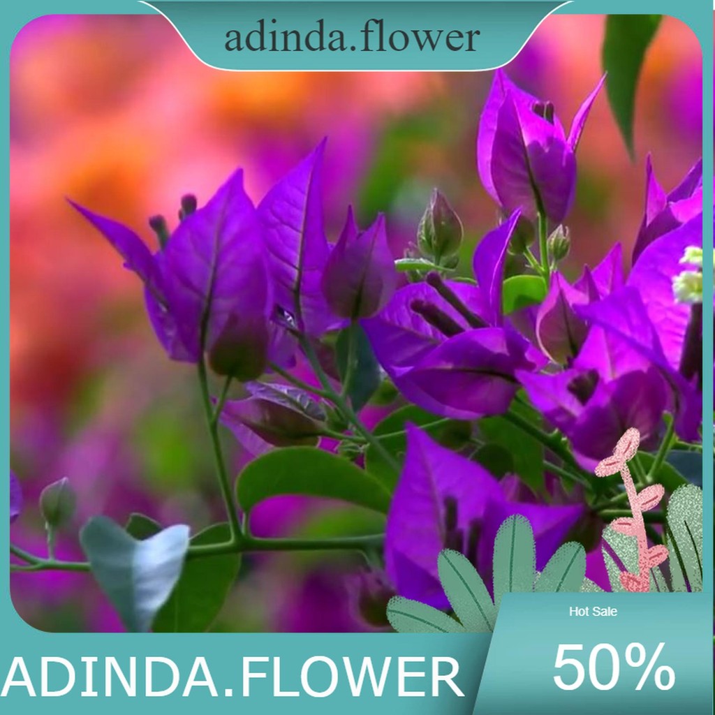 Tanaman bougenville ungu