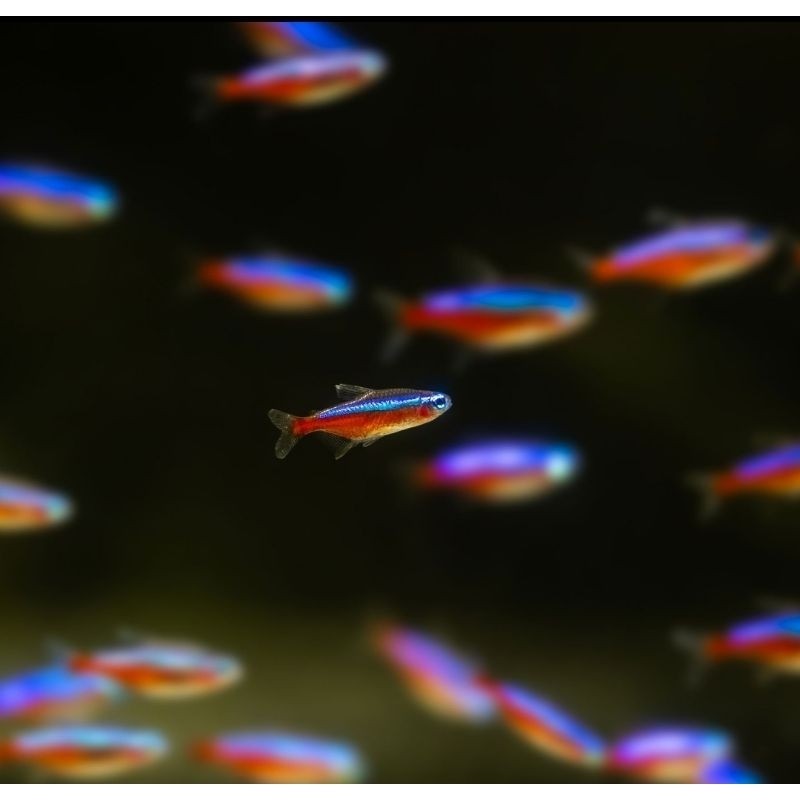 cardinal neon / ikan neon ikan aquascape ikan grombol schooling fish