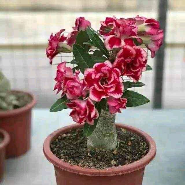 BIBIT KAMBOJA JEPANG / TANAMAN HIAS ADENIUM BUNGA TUMPUK / bibit adenium kembang tumpuk / adenium