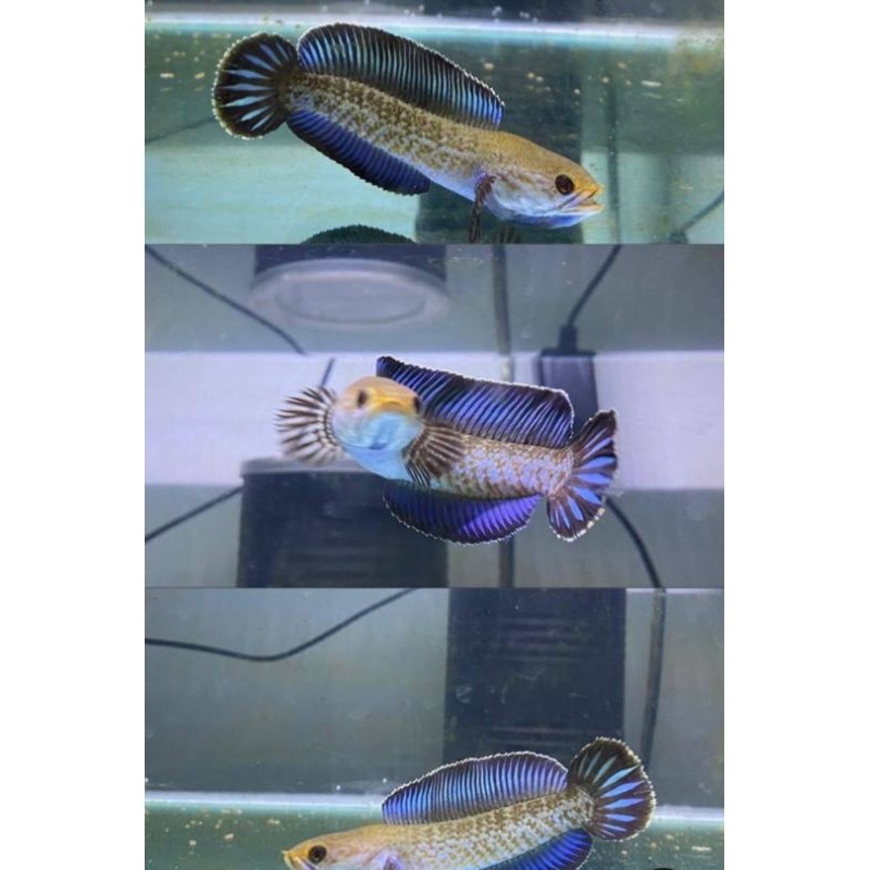 channa andrao single tank 7-8cm garansi pengiriman