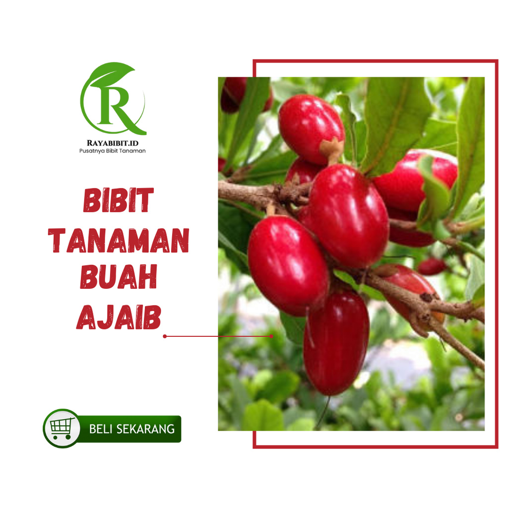 Bibit Tanaman Miracle Fruit berbunga- Buah Ajaib