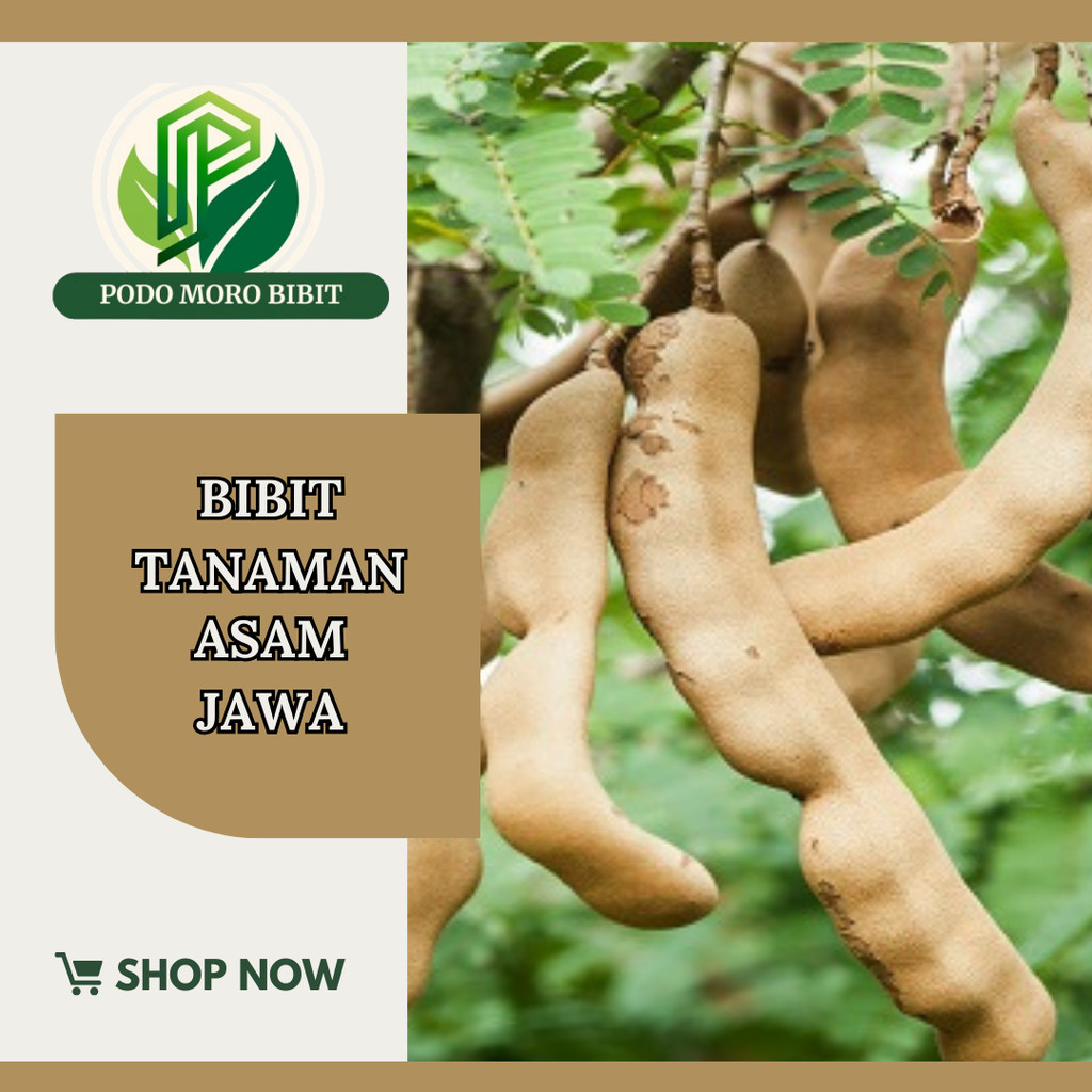 Bibit Tanaman Asem Jawa asam jawa bumbu masak ( beli 5 gratis 1 )