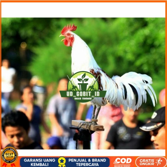 

Telur ayam ketawa dangdut slow gretek fertil asli siap ditetaskan UD_GOBIT_ID