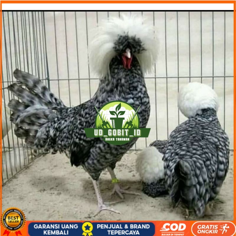 

TELUR AYAM HIAS POLAND BULU WALIK / BULU ORI untuk di tetaskan UD_GOBIT_ID