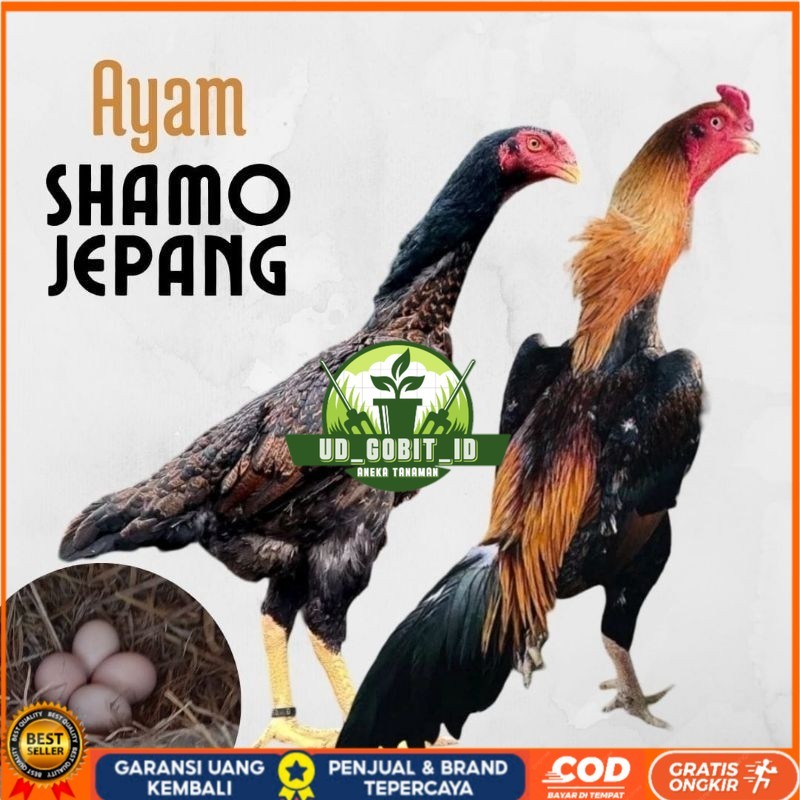 

telur ayam shamo jepang ori petarung bisa untuk di tetaskan UD_GOBIT_ID