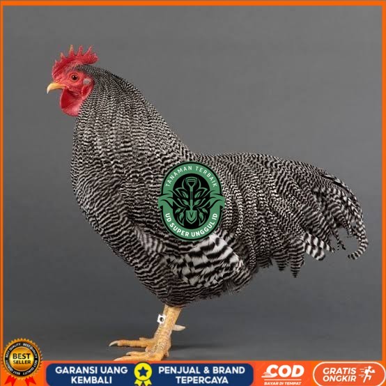 

Telur ayam barred plymouth rock / telur ayam hias fertil siap tetas UD_SUPER_UNGGUL_ID