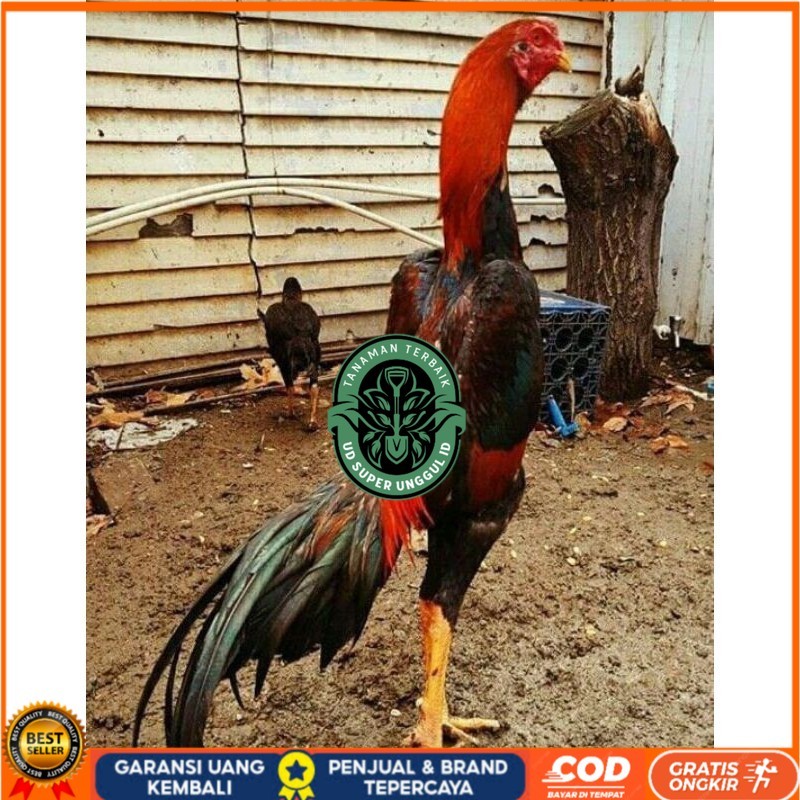 

PAKET MURAH 3 EKOR TELUR SHAMO (Cod) UD_SUPER_UNGGUL_ID