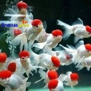 KOKI ORANDA REDCUP UKURAN 8-9 cm