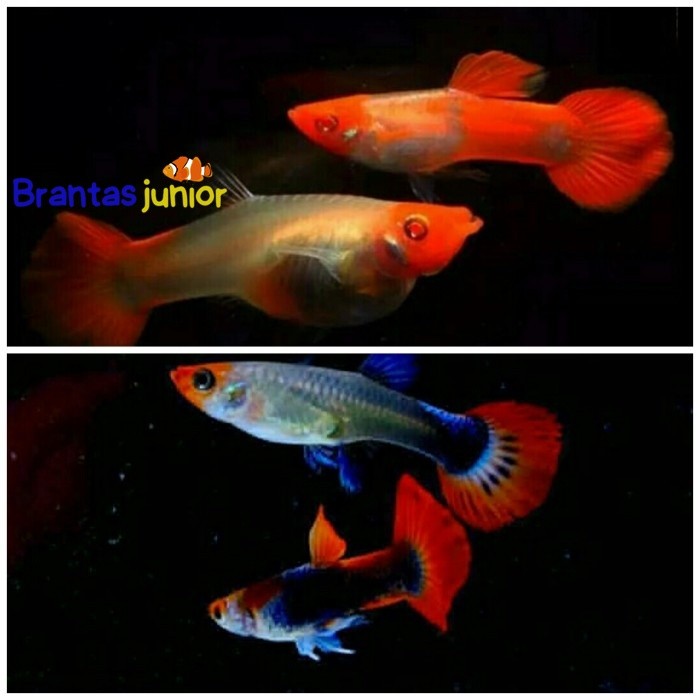 ikan guppy paketan koi platinum koi / tuxedo koi pasangan