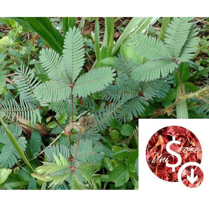 

READY STOKK daun Putri malu segar fresh 300gram