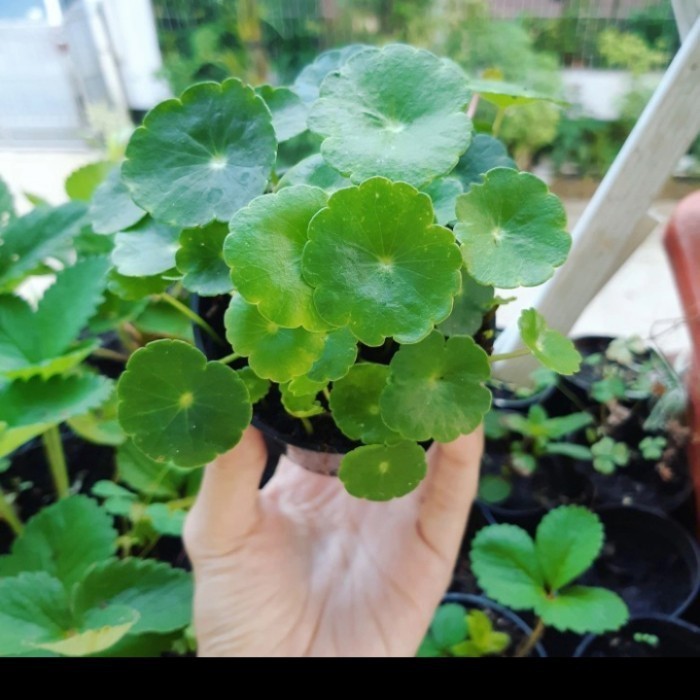 BIBIT TANAMAN HERBAL DAUN PEGAGAN AIR/ ANTANAN/ SEMANGGI