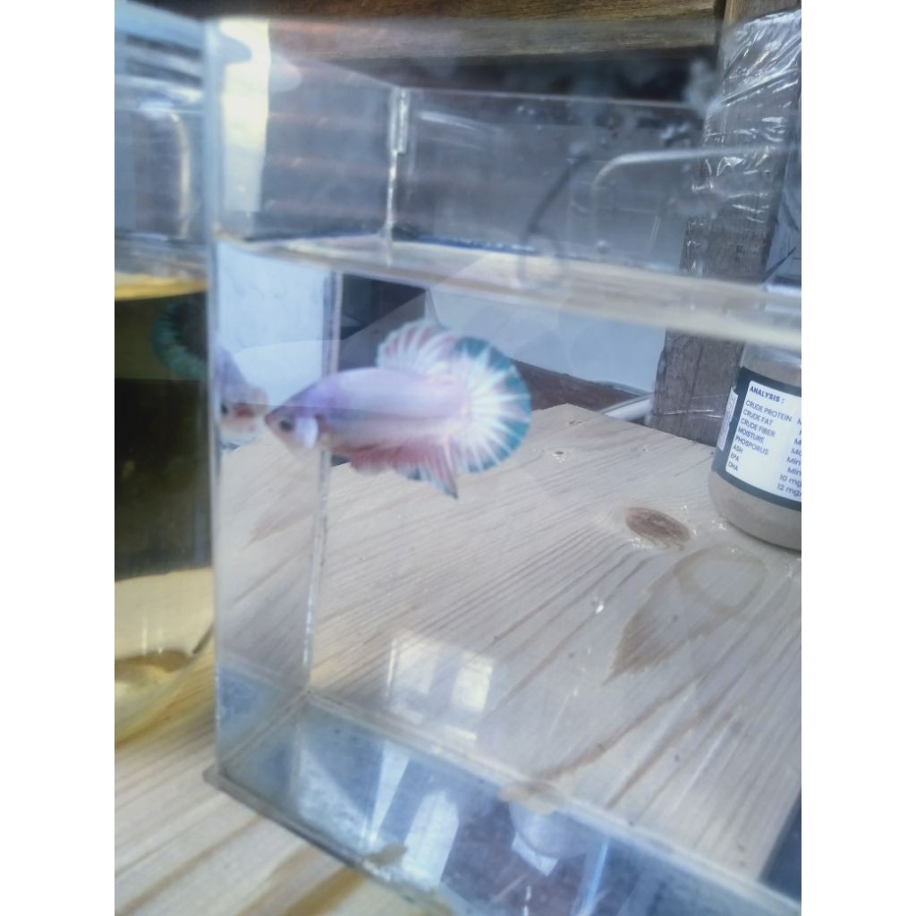 Hiasan Hiasan n Cupang