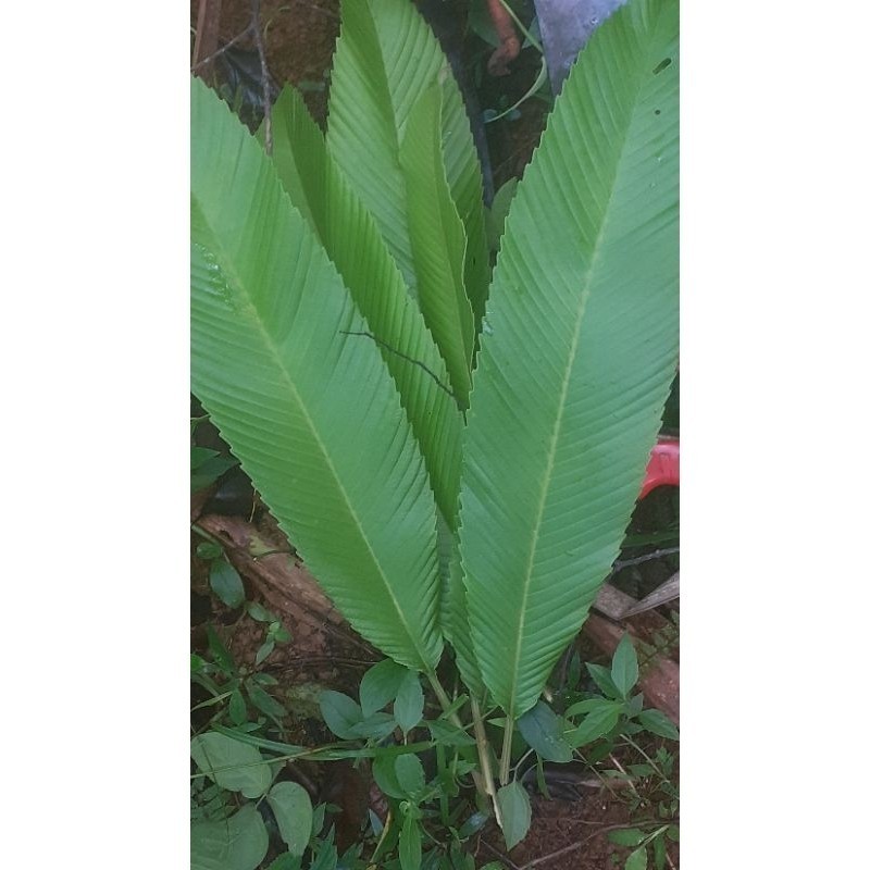 

New Daun smpur sgar 30 lmbar daun herbal alami smpur
