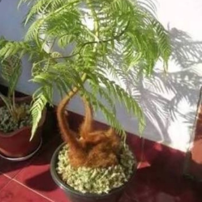 tanaman pakis monyet Onokabe_co