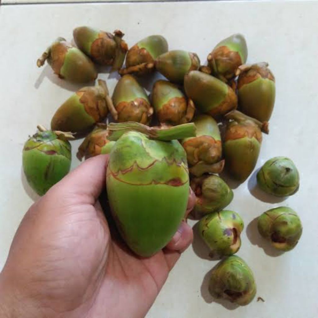 

COD Beluluk tembuluk kelapa muda obat diabetes 1pcs