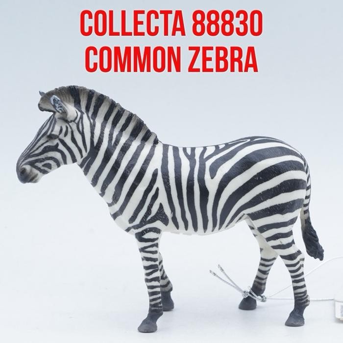 Collecta 88830 Common Zebra Kuda Zebra  Equus quagga Mainan Binatang Miniature Hewan Animal Figurine
