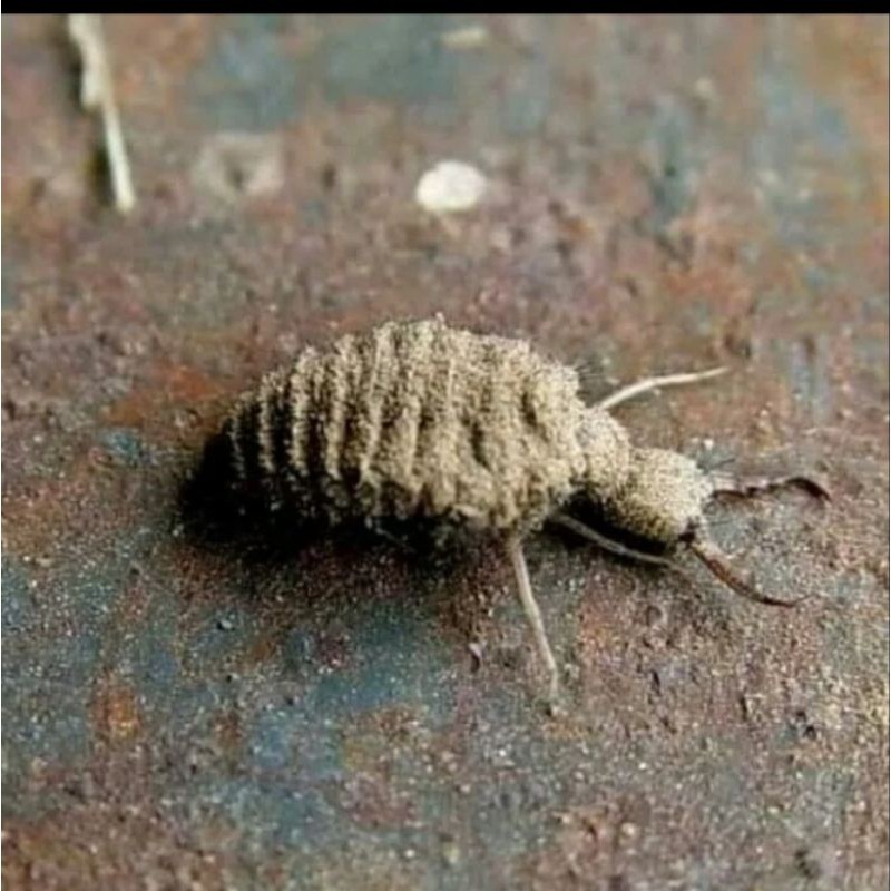 

tembukur undur undur hidup untuk herbal isi 25 pcs Herbal COD