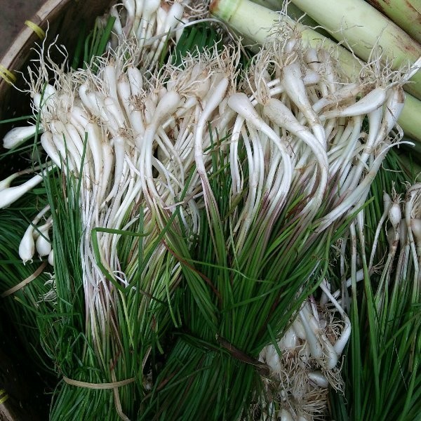 

SAYURAN KUNCAI BAWANG KUCAI SEGAR BISA UNTUK BIBIT Herbal COD