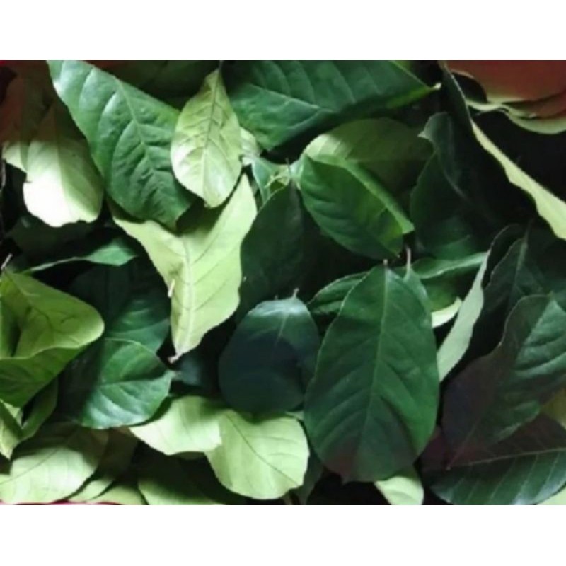

Promo Daun dukuh segar/daun dukuh segar-250grm Herbal COD