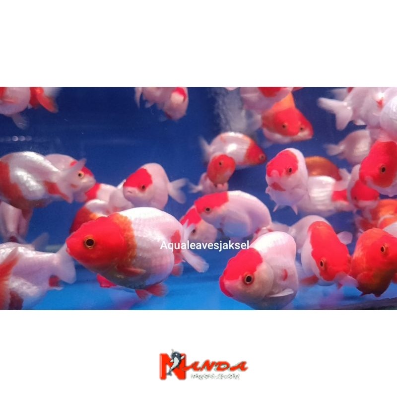 Ikan koki ranchu red white 8-10cm bergaransi sortiran bagus
