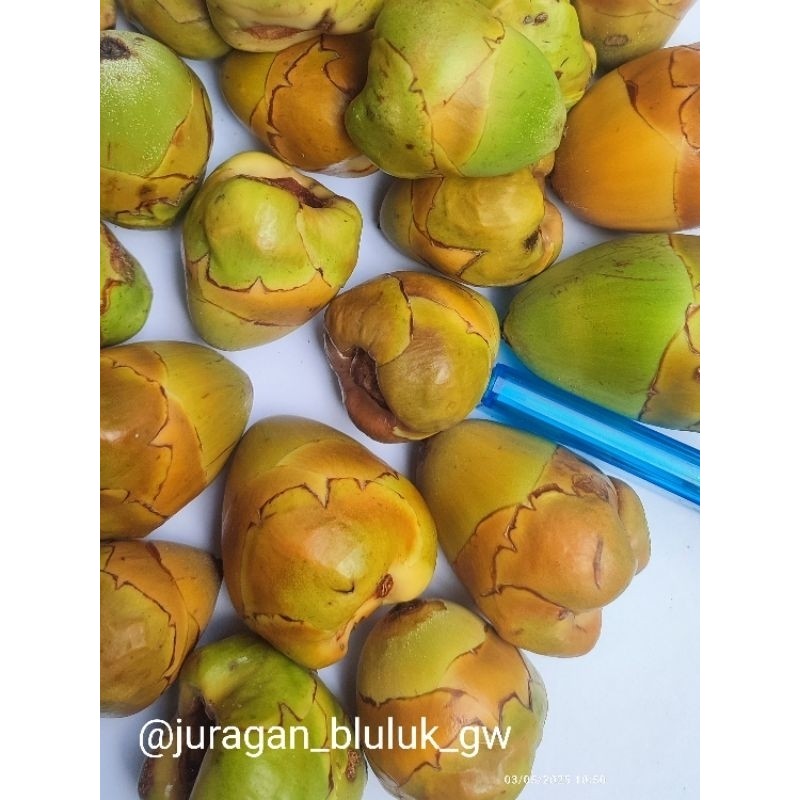

Bluluk Pentil Kelapa Muda Fresh Cengkir Beluluk Segar Obat Herbal Alami Diabetes & Jamu Tradisional