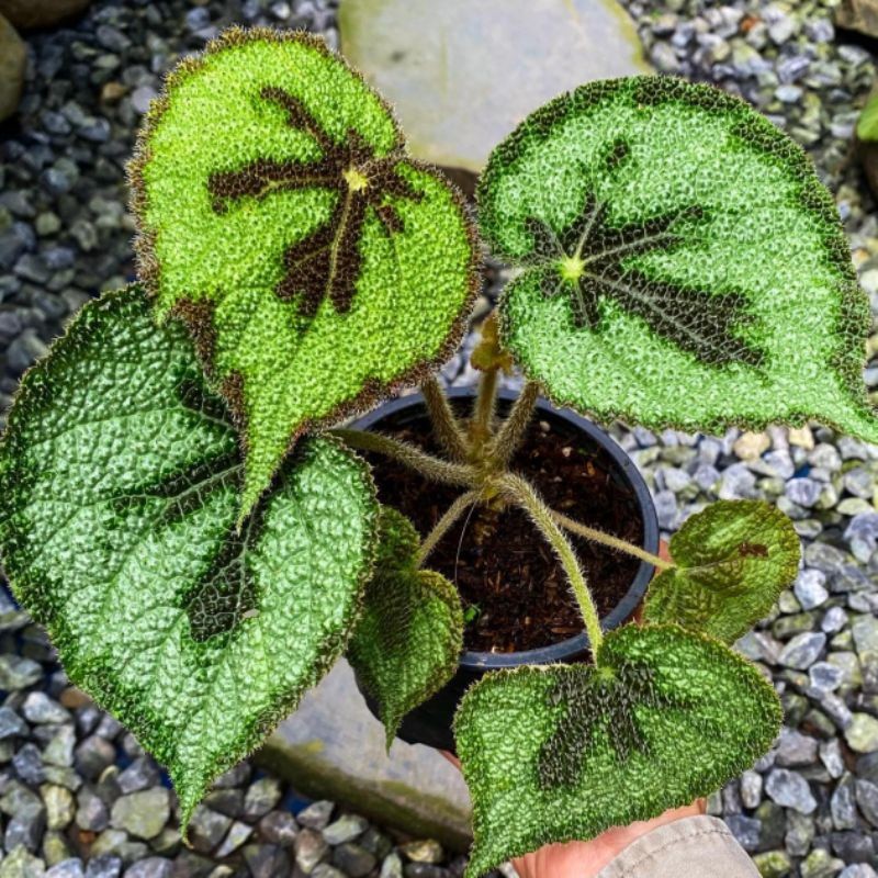 Bunga Begonia MASONIANA IRON CROSS - Tanaman Hias Begonia Iron Cross Tapak Macan