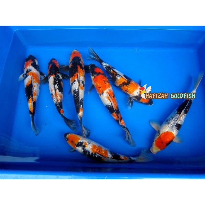 Hiasan koi warna per ekor koi shanke 17-20 cm