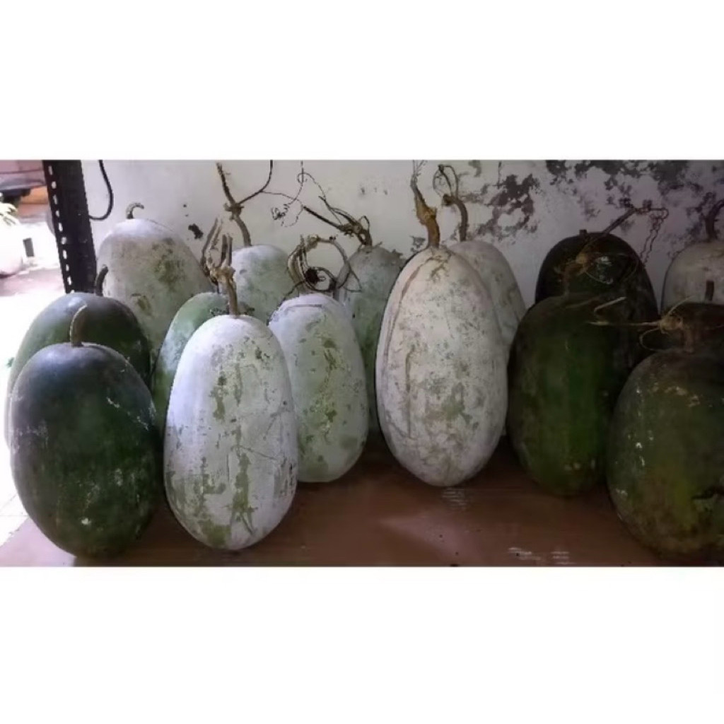

promo buah bligo atau buah kundur atau winter melon 1 - 1,5 kg (bergaransi)
