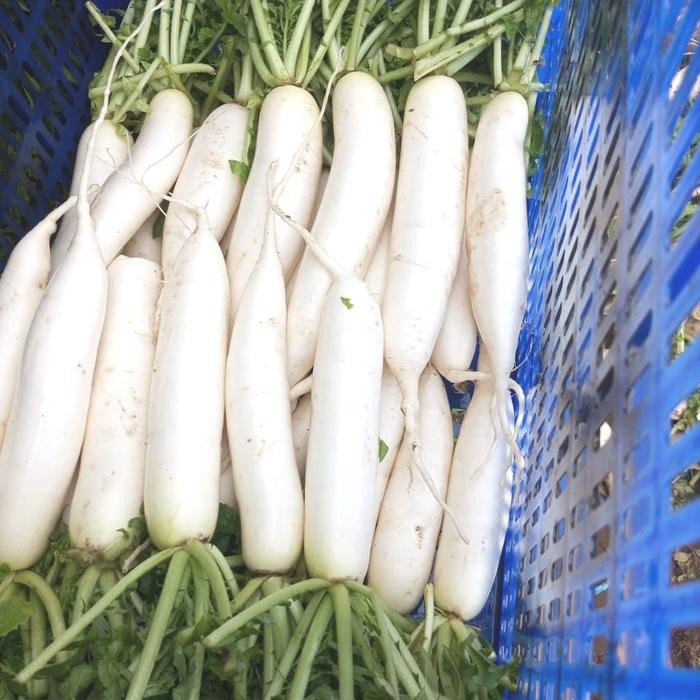 

SAYUR LOBAK FRESH 500G HERBAL