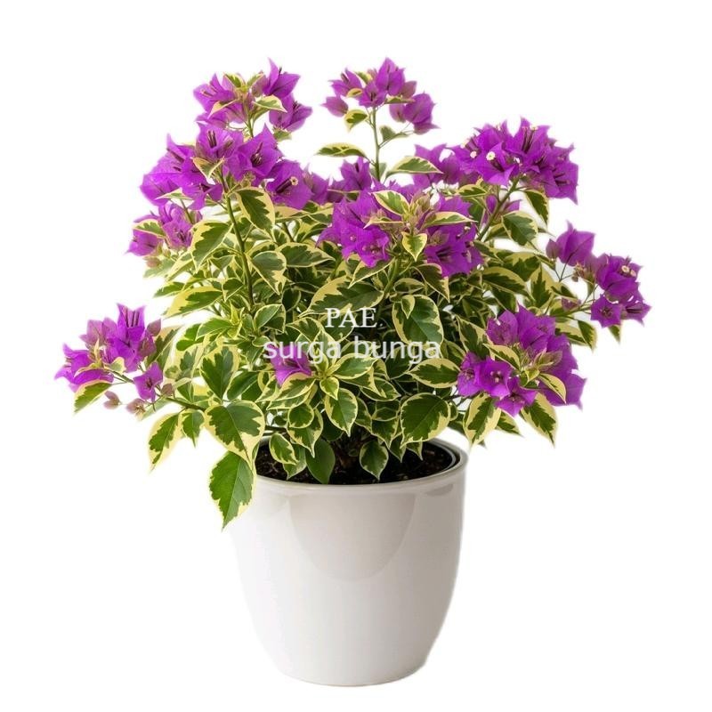 jumbo bunga Bougenville variegata ungu ukuran 50-100cm up id varigata ungu